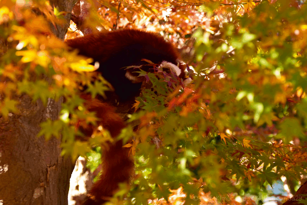 紅葉の木で丸まって眠るレッサーパンダのソラ