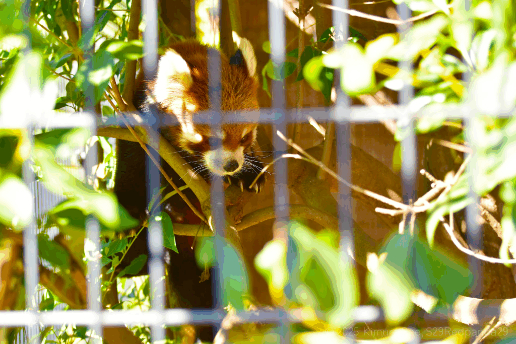 ゲージ内を散策するレッサーパンダ・メイト