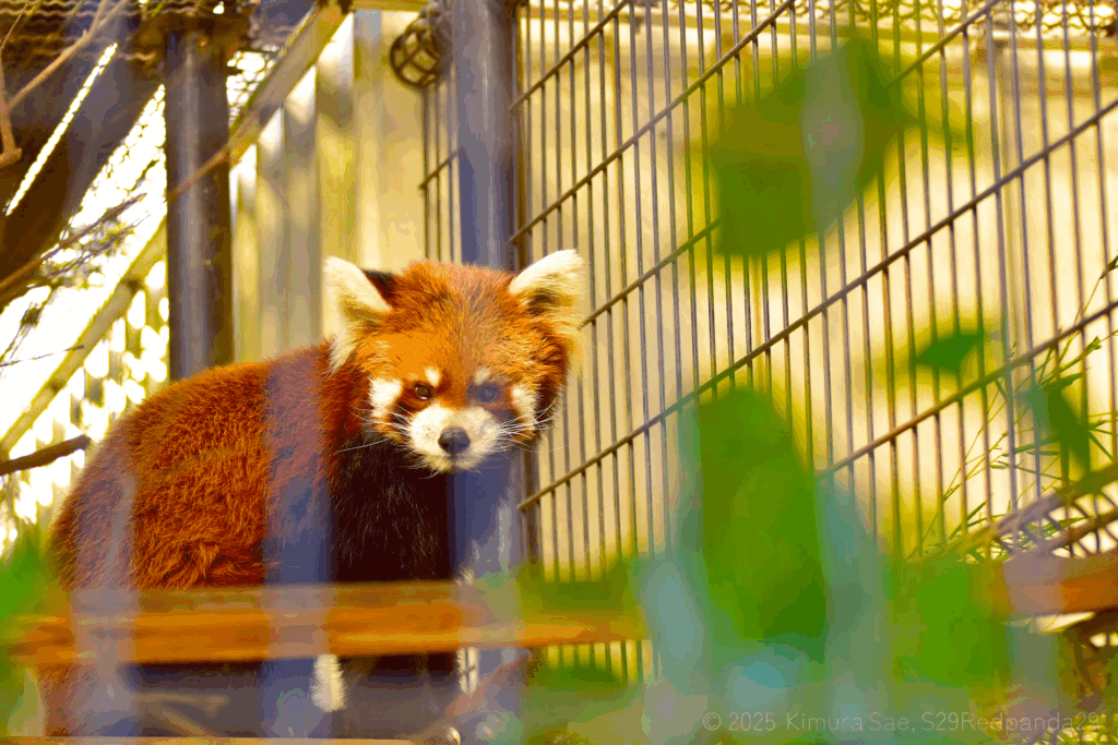 渡木の上のレッサーパンダ・メイト