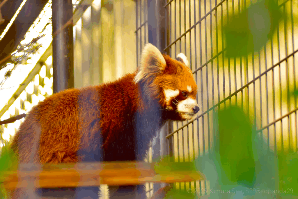 渡木の上のレッサーパンダ・メイト（横顔）