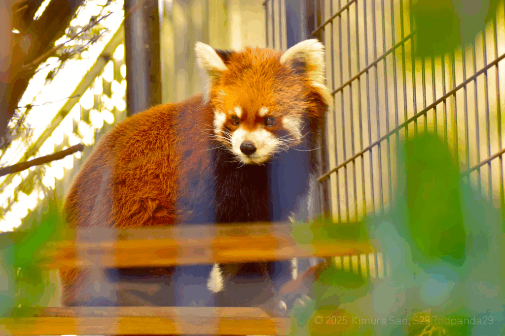 渡木の上のレッサーパンダ・メイト