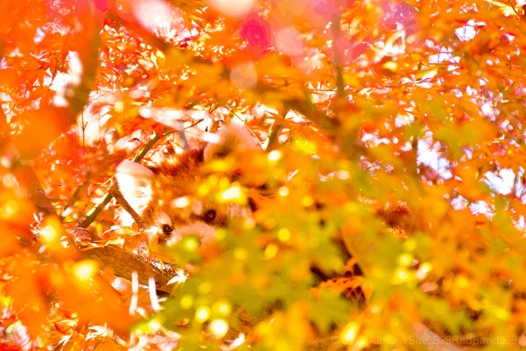 紅葉とレッサーパンダ