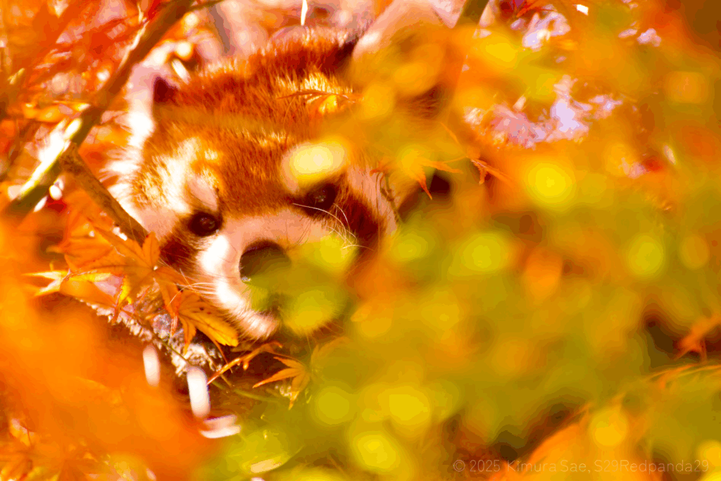 美しい色の紅葉から妖艶なまなざしでこちらを見つめるレッサーパンダ