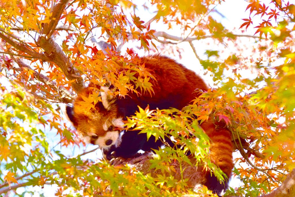 紅葉の木の上をゆっくり移動するレッサーパンダ