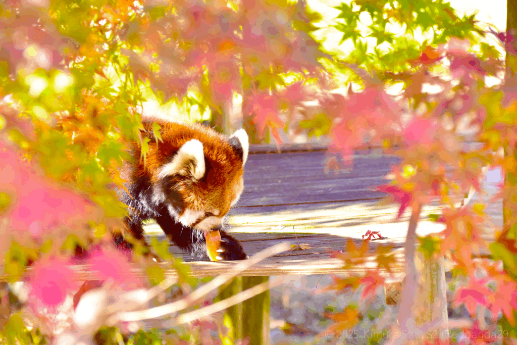 紅葉の木の下でりんごを食べるレッサーパンダ