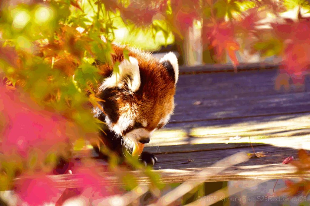 紅葉の木の下でりんごを食べるレッサーパンダ