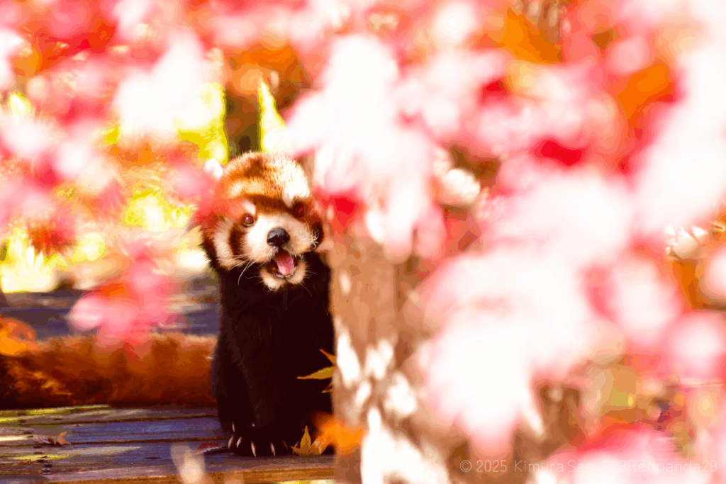 アイキャッチ-紅葉とレッサーパンダ