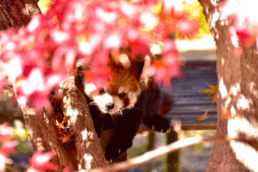 林檎を食べ終えて立ち上がるレッサーパンダ