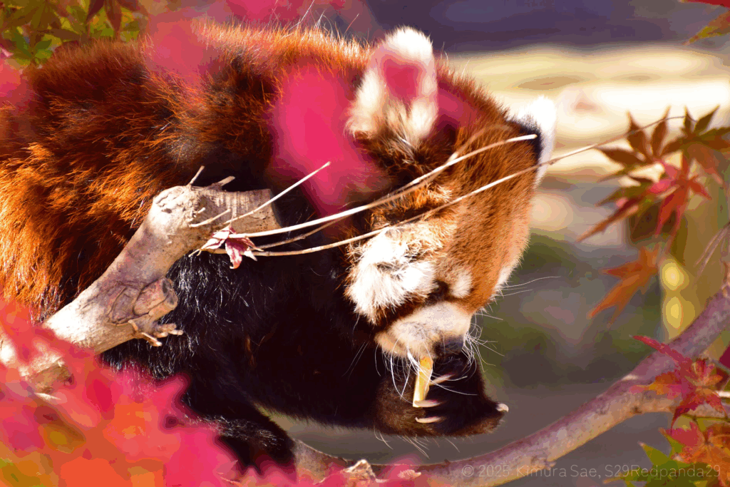 紅葉の木の上でりんごを食べるレッサーパンダ