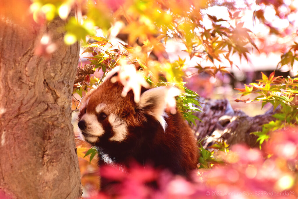 紅葉の木の上で遊ぶレッサーパンダ