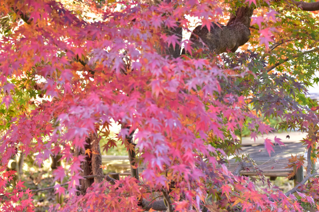 第一放飼場の紅葉の写真