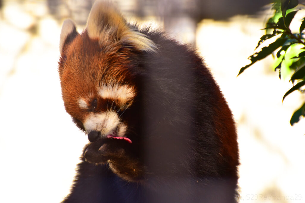 毛繕いをするレッサーパンダの優花(ユーファ)