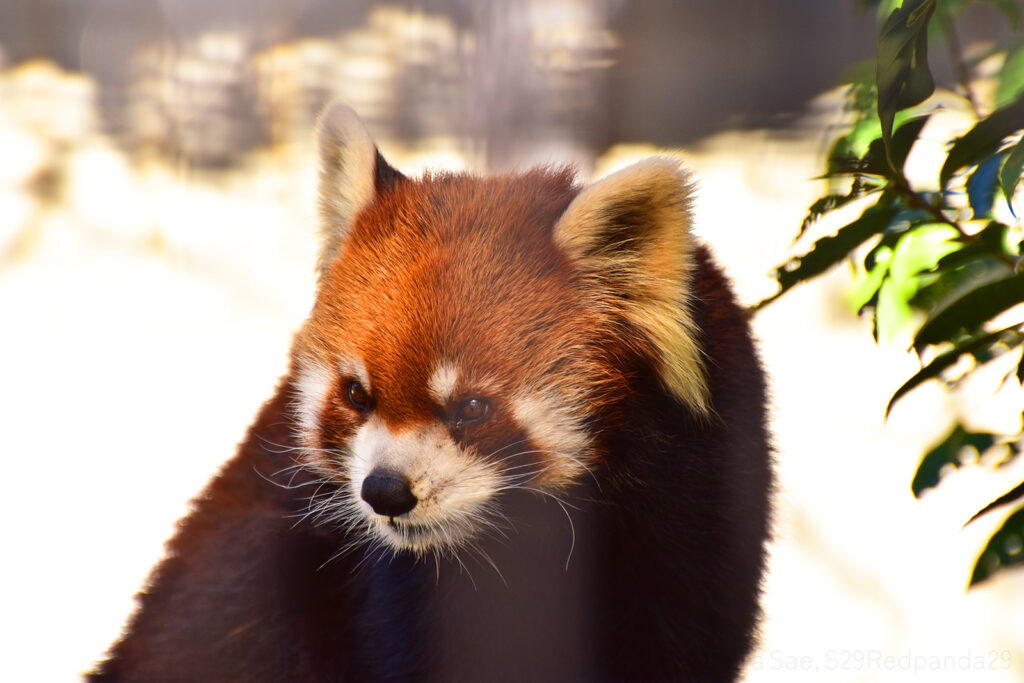 くつろぐレッサーパンダの優花(ユーファ)