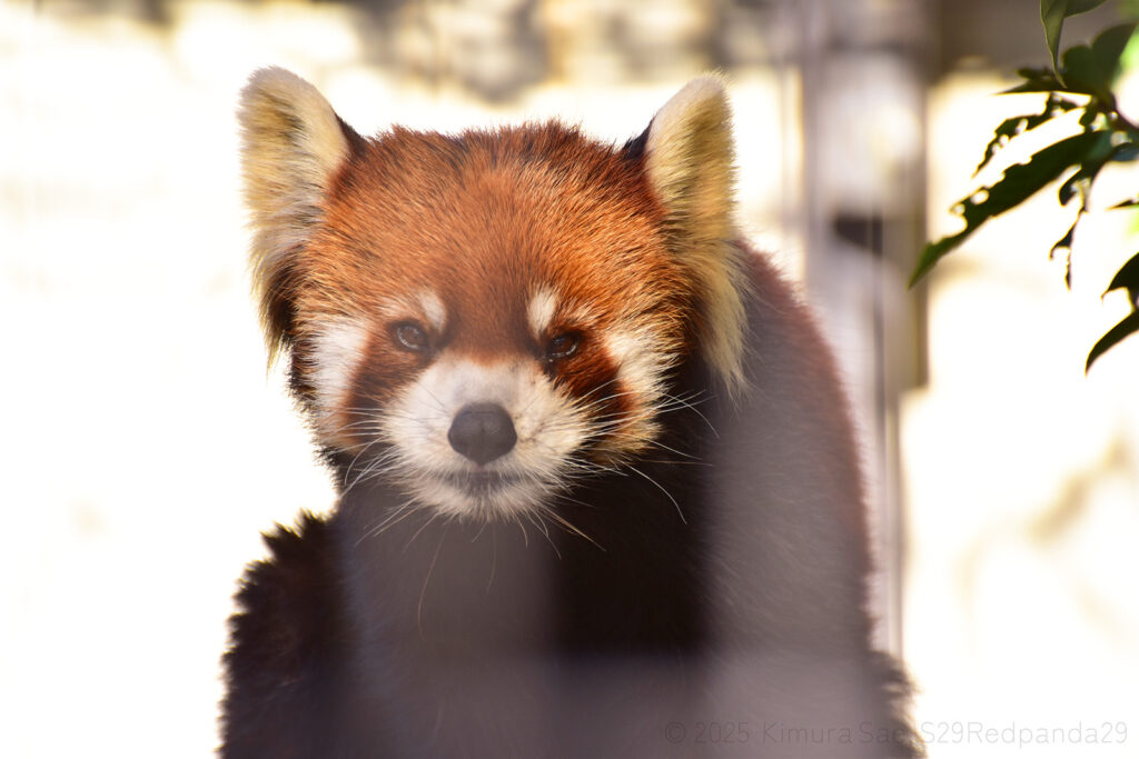 くつろぐレッサーパンダの優花(ユーファ)
