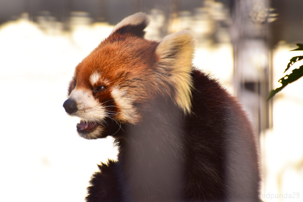 くつろぐレッサーパンダの優花(ユーファ)