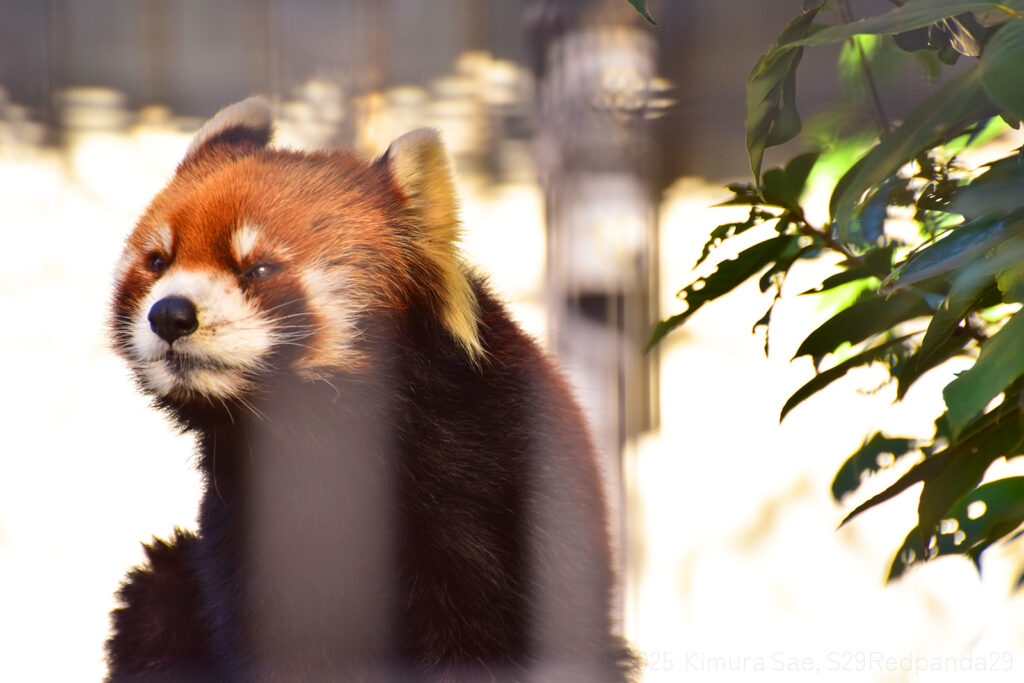 くつろぐレッサーパンダの優花(ユーファ)