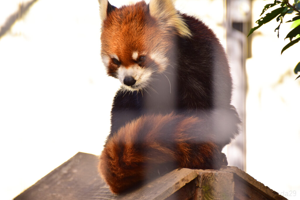 くつろぐレッサーパンダの優花(ユーファ)