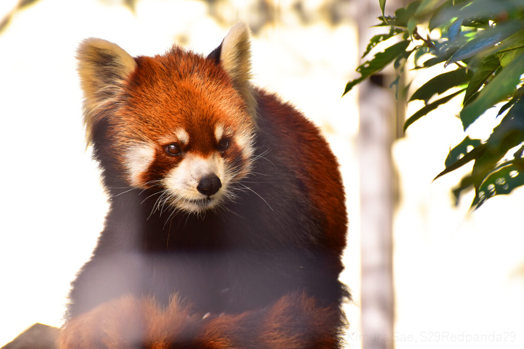 くつろぐレッサーパンダの優花(ユーファ)