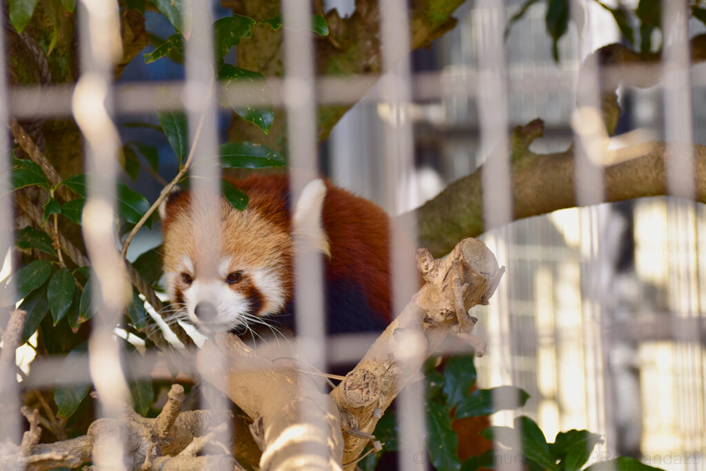 くつろぐレッサーパンダの梨花(リーファ)
