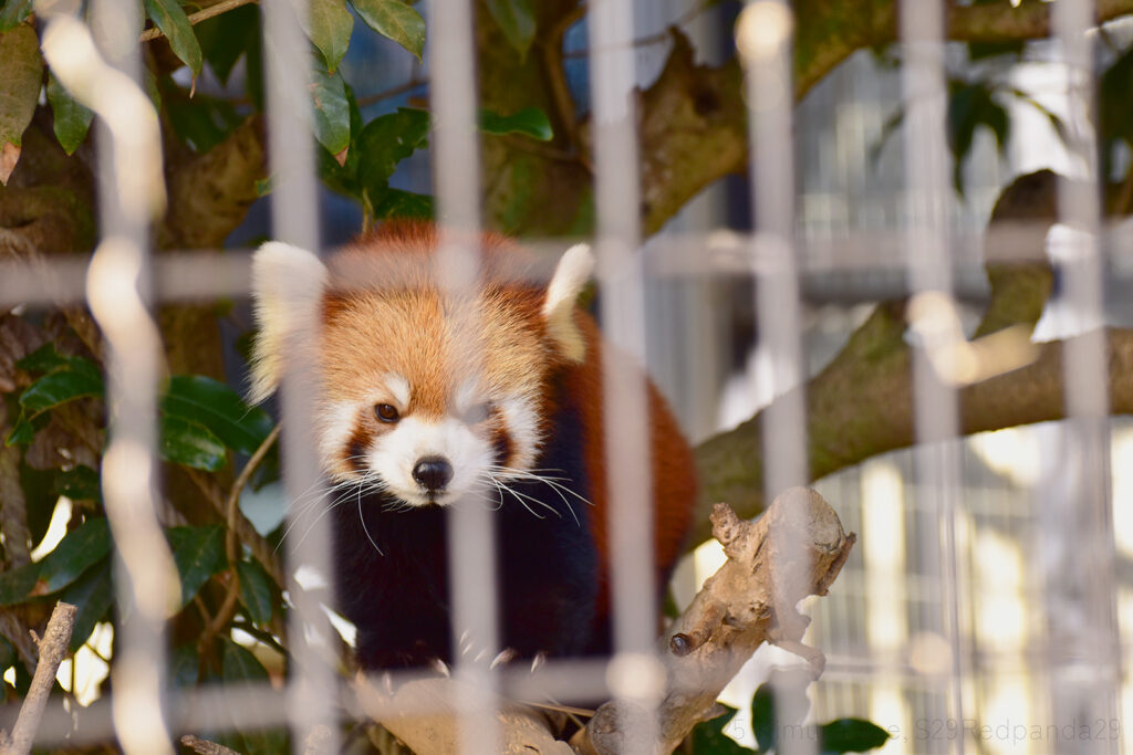 くつろぐレッサーパンダの梨花(リーファ)
