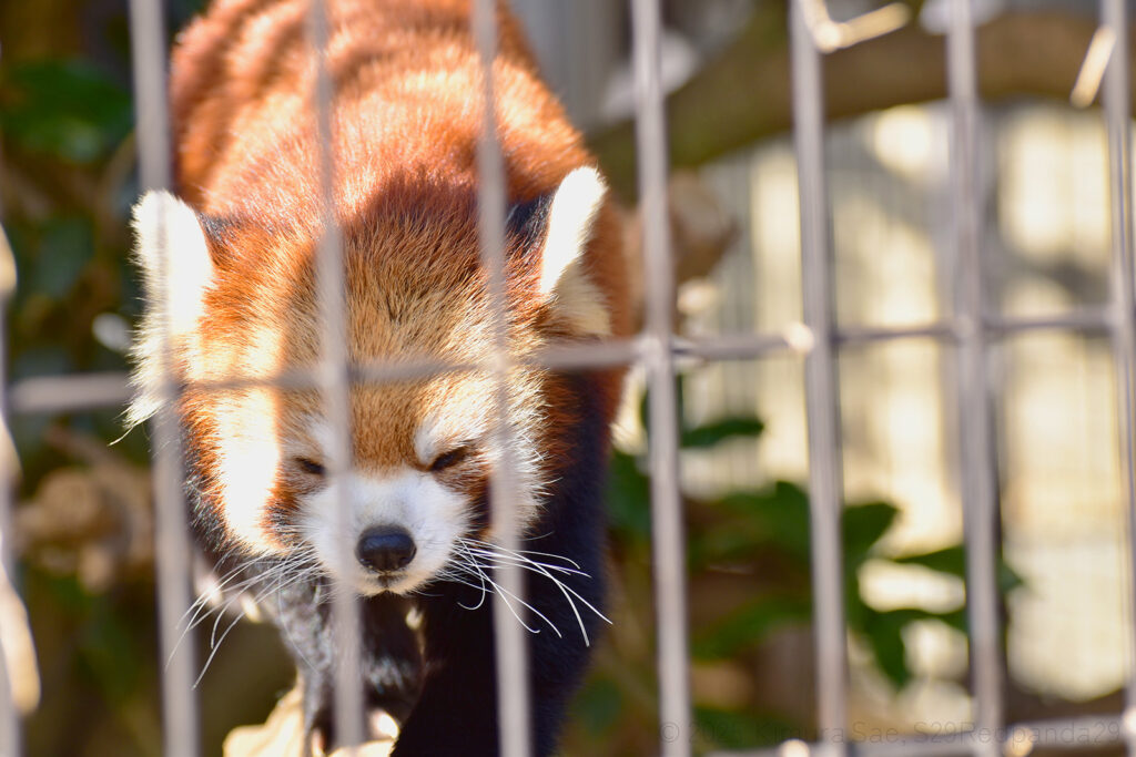 ケージ内の手前を歩くレッサーパンダの梨花(リーファ)