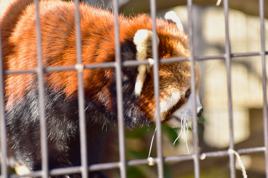 くつろぐレッサーパンダの梨花(リーファ)