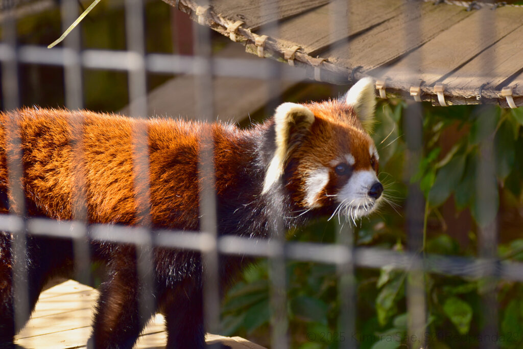 ケージの手前を歩くレッサーパンダの優花(ユーファ)