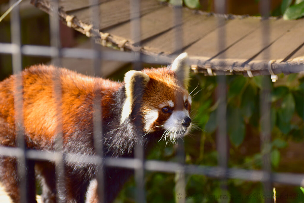 ケージの手前を歩くレッサーパンダの優花(ユーファ)