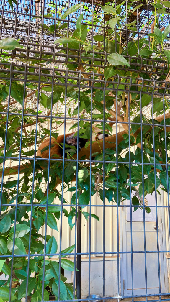 木の上で眠るレッサーパンダのテル