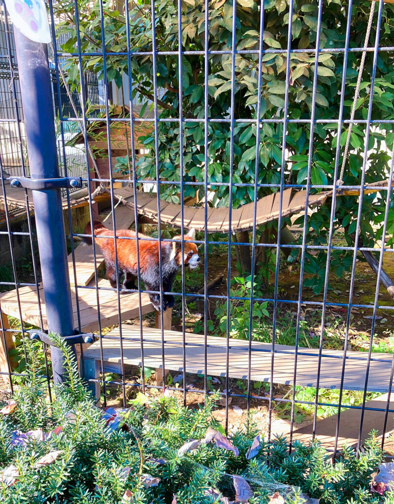 ケージの手前を歩くレッサーパンダの優花(ユーファ)