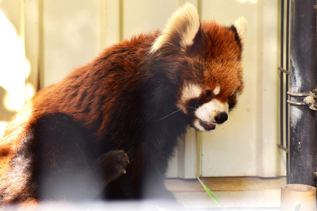 台の上で一休みするレッサーパンダのイチマル