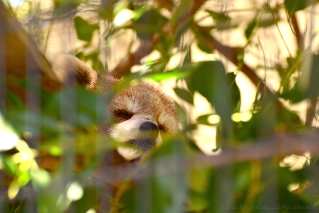 木の上で眠るレッサーパンダのテル