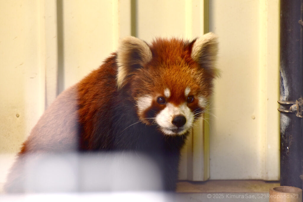 こちらを見つめるレッサーパンダのイチマル