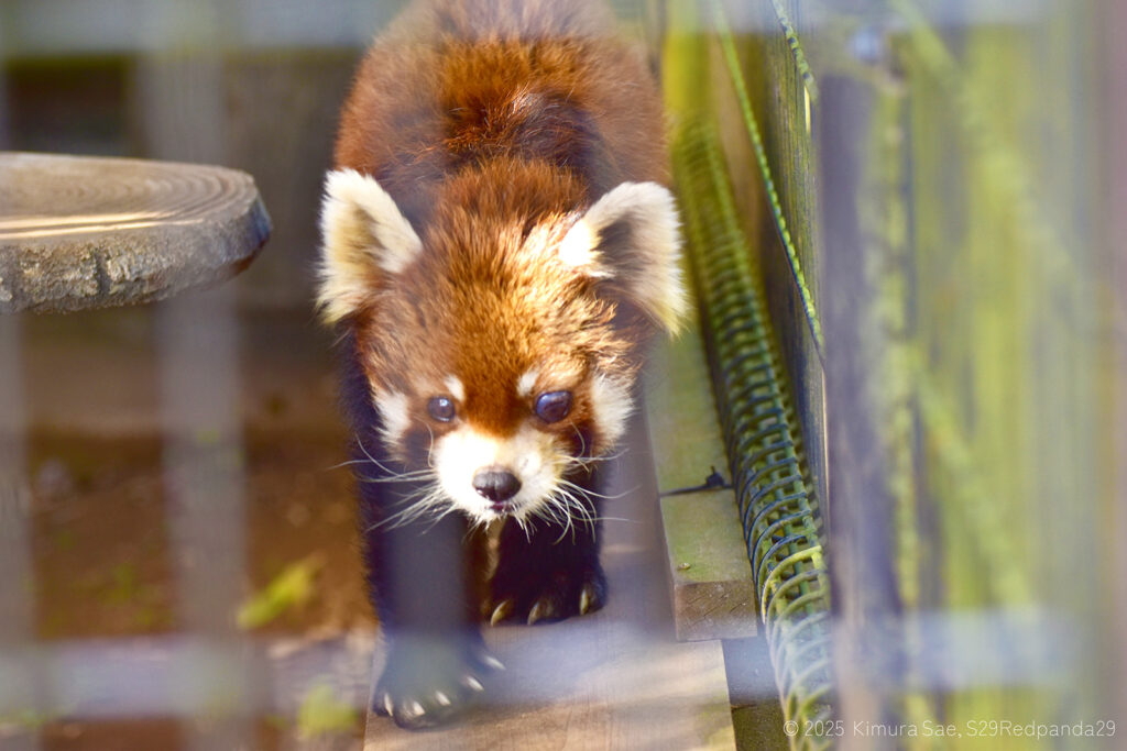 ケージの端を歩くレッサーパンダのライチ