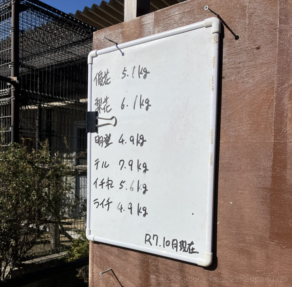 市川市動植物園のレッサーパンダの体重測定の結果が書かれているホワイトボード