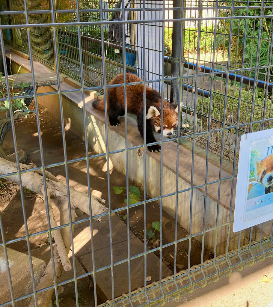 市川市動植物園のレッサーパンダ・ライチ