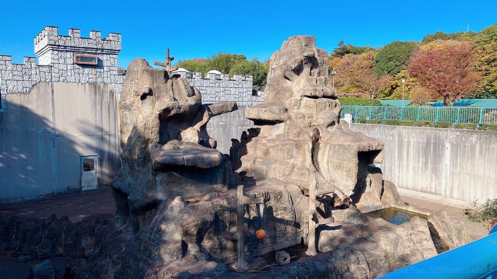 市川市動植物園の猿山の様子