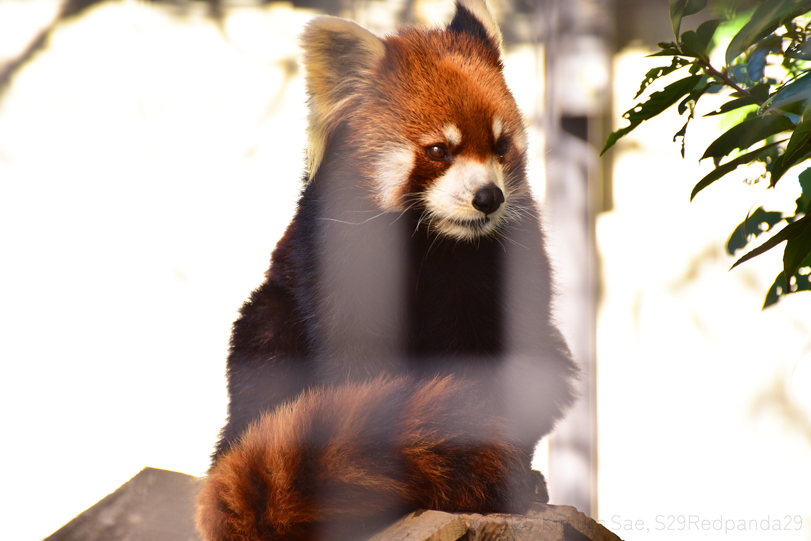 くつろぐレッサーパンダの優花（ユーファ）